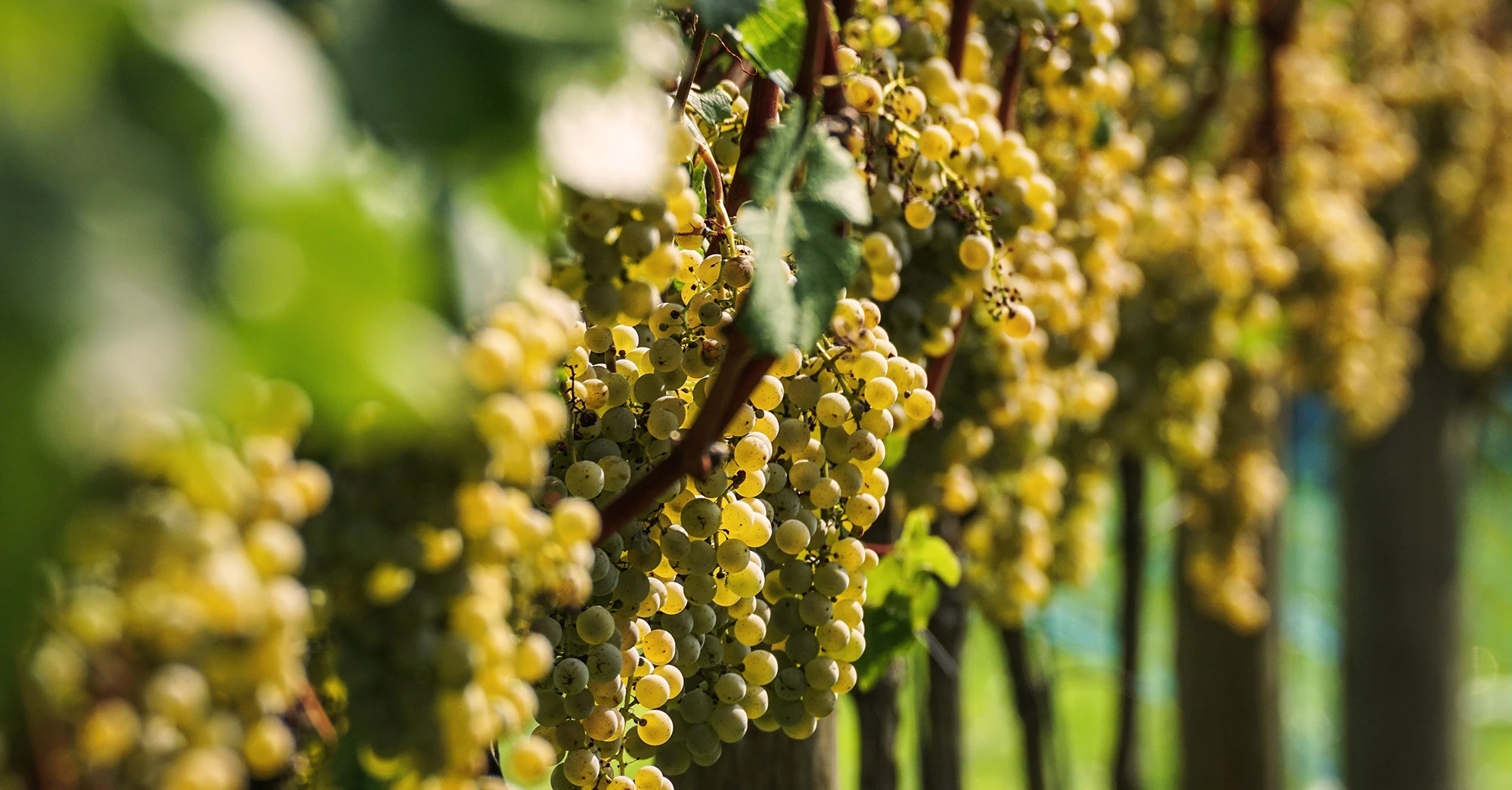 grapes-3679878 copie 2.webp